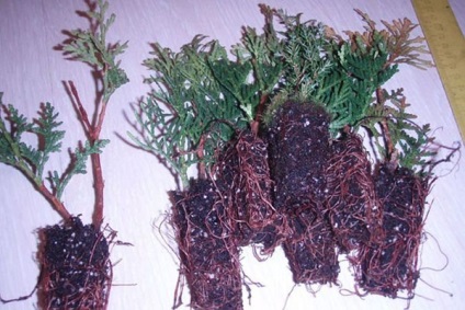 Tuya - răsaduri de creștere dintr-un mâner sau semințe, video