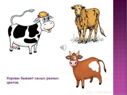 O lecție pe tema unei vaci de animale de companie