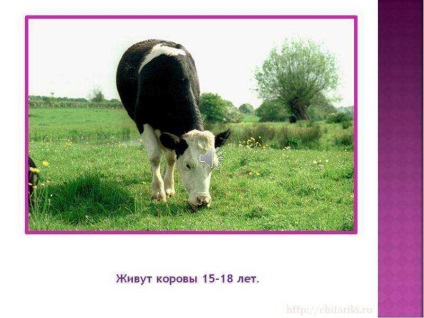O lecție pe tema unei vaci de animale de companie