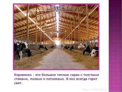 O lecție pe tema unei vaci de animale de companie