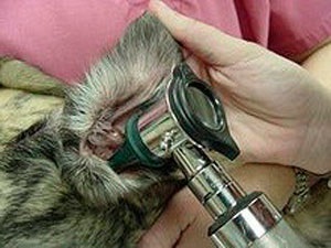A fül atkák kutyák - kezelés, a tünetek és