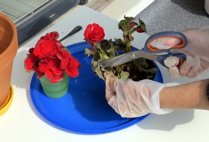 Begonia de îngrijire pentru plante de interior, cum să transplantă în mod corespunzător flori în casă