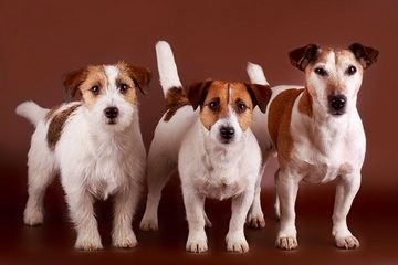 Aveți grijă la tipurile de lăcustă de lână tip russel terrier și la caracteristicile de îngrijire