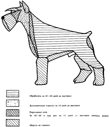 Îngrijirea lânii de Schnauzer 1991 argint l