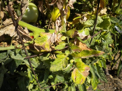 Îngrijirea pentru tomate în luna august în seră suplimentare de fertilizare, udare, fotografie de tomate, video