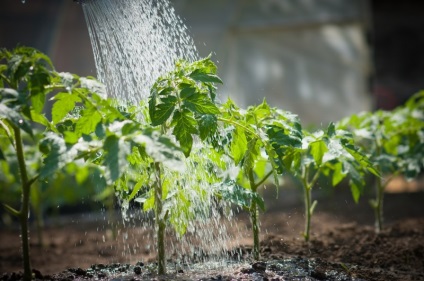 Îngrijirea pentru tomate în luna august în seră suplimentare de fertilizare, udare, fotografie de tomate, video