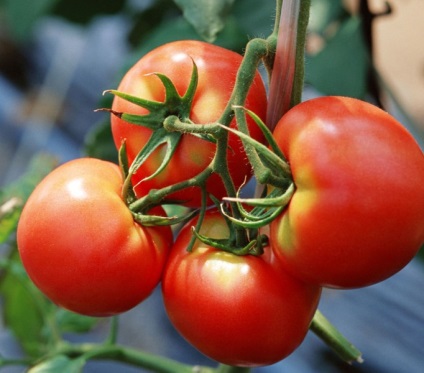 Грижа за домати в оранжерия в торене август поливане, домати снимки, видео