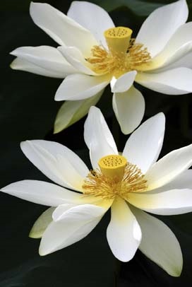 Herald al grădinarului - lotusului căruia îi este simbolul universului, căruia - pâinea zilnică