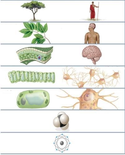 Evidențiați principalele caracteristici ale conceptului - sistemul biologic