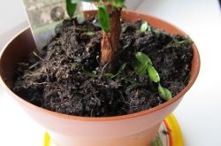 Cultivarea sfaturi de țelină rădăcină și secrete de recoltare -