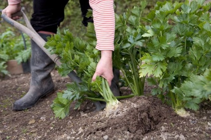 Cultivarea sfaturi de țelină rădăcină și secrete de recoltare -