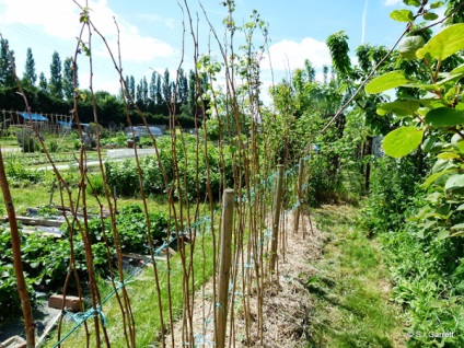 Cultivarea zmeurii - secretele succesului (plantare, îngrijire, formare, reproducere) - un sit despre plante