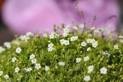 A bryozoanultulátum termesztése magvakból, ls