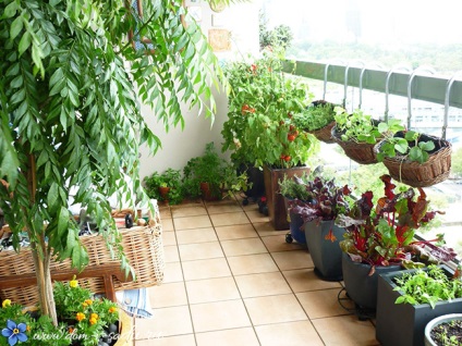 Cultivarea castraveților pe balcon