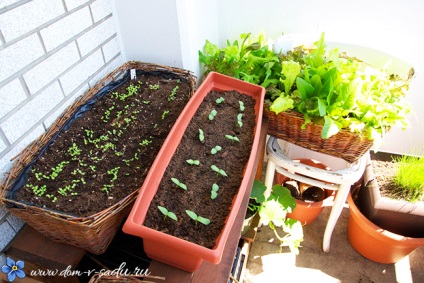 Cultivarea castraveților pe balcon