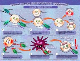 B-limfocite - factori celulari ai imunității umorale dobândite - stadopedia