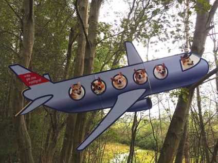 Într-o botă și pe o leșie în care poți să mergi câini într-un avion din Sankt Petersburg