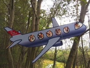 Într-o botă și pe o lesa în care poți să mergi câini într-un avion din Sankt Petersburg