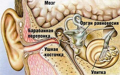 Inflamația urechii medii cu remedii folclorice și acasă