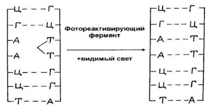 Refacerea daunelor dnk-ului