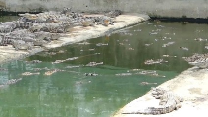 Iată cum să obțineți pielea de crocodil în Vietnam