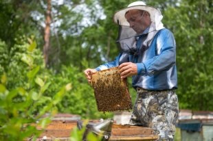 În miere rusă, au fost descoperite antibiotice și alte substanțe dăunătoare - ziarul rus