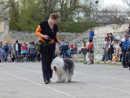 În Sevastopol, o expoziție de câini (foto)