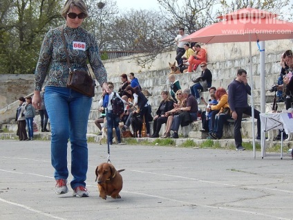 În Sevastopol, o expoziție de câini (foto)