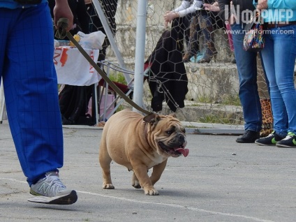 În Sevastopol, o expoziție de câini (foto)