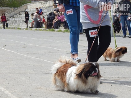 În Sevastopol, o expoziție de câini (foto)