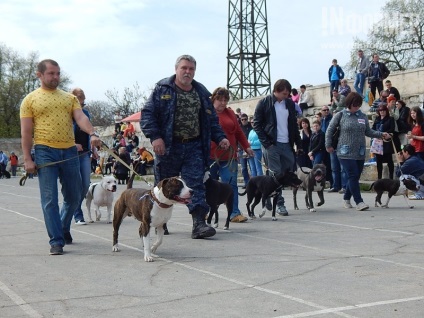 În Sevastopol, o expoziție de câini (foto)