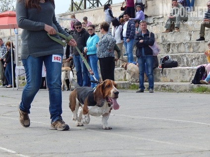 În Sevastopol, o expoziție de câini (foto)