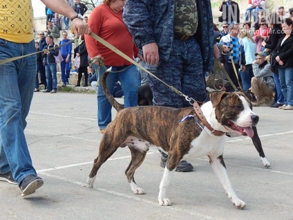 În Sevastopol, o expoziție de câini (foto)