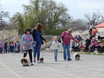 În Sevastopol, o expoziție de câini (foto)