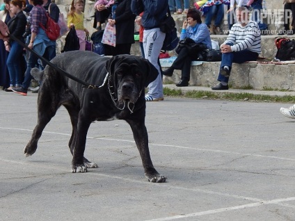 În Sevastopol, o expoziție de câini (foto)