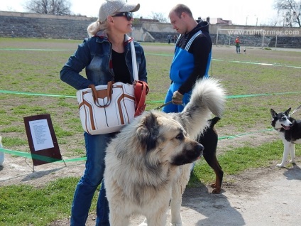 În Sevastopol, o expoziție de câini (foto)