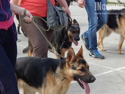 În Sevastopol, o expoziție de câini (foto)