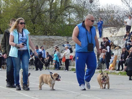 În Sevastopol, o expoziție de câini (foto)