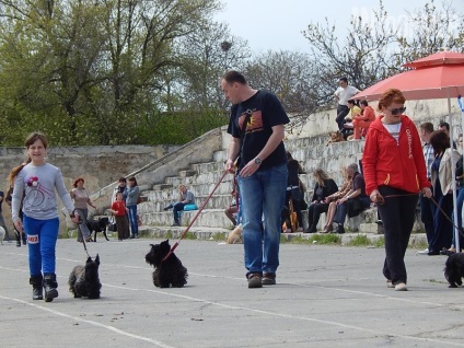 În Sevastopol, o expoziție de câini (foto)