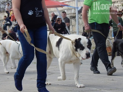 În Sevastopol, o expoziție de câini (foto)