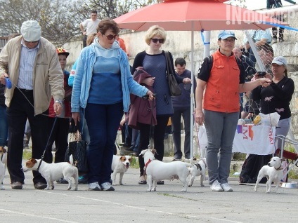 În Sevastopol, o expoziție de câini (foto)