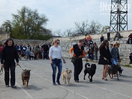 În Sevastopol, o expoziție de câini (foto)