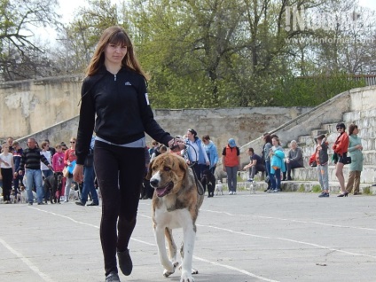 În Sevastopol, o expoziție de câini (foto)