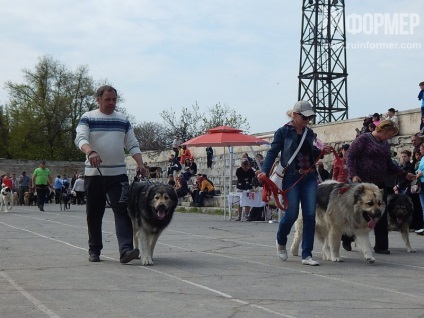 În Sevastopol, o expoziție de câini (foto)