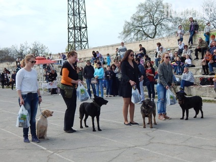 În Sevastopol, o expoziție de câini (foto)