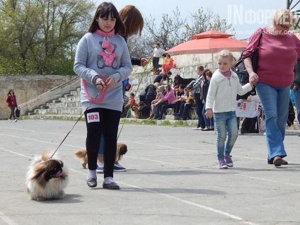 În Sevastopol, o expoziție de câini (foto)