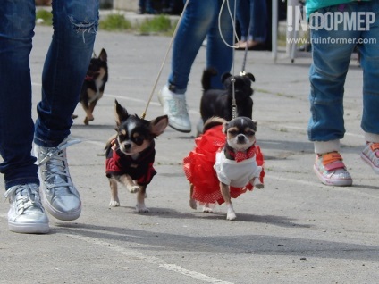 În Sevastopol, o expoziție de câini (foto)