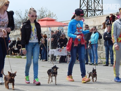 În Sevastopol, o expoziție de câini (foto)