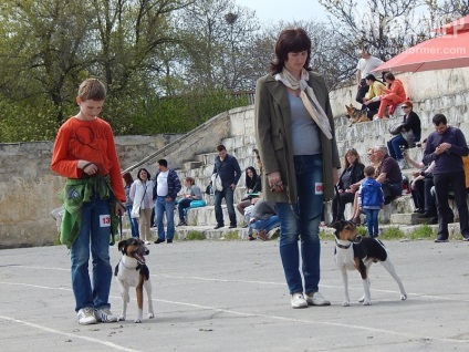 În Sevastopol, o expoziție de câini (foto)