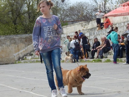 În Sevastopol, o expoziție de câini (foto)